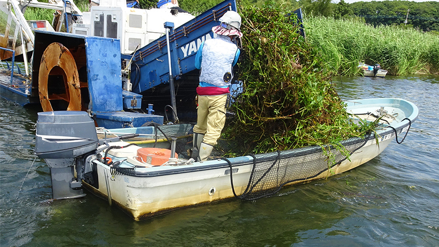 回収した外来水生植物をボートに積載する様子