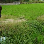 水田に侵食している外来水生植物の現場視察をおこなう水野ゆうき