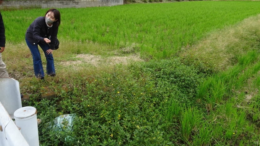 農地に広がる外来水生植物